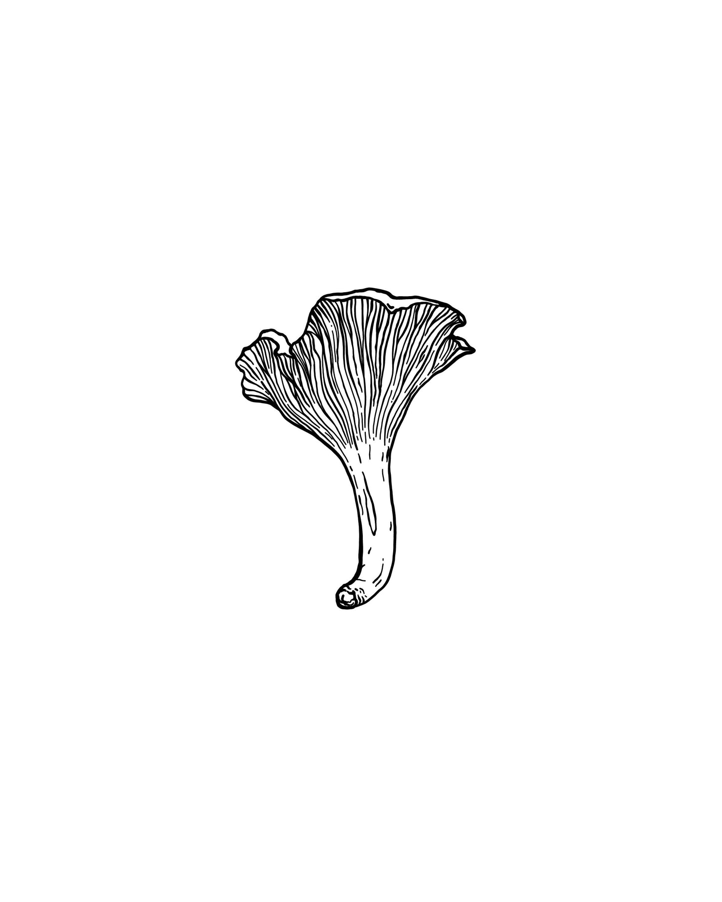 Chanterelle Mushroom